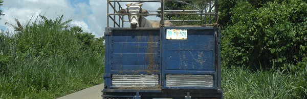 Sur les routes du Mexique