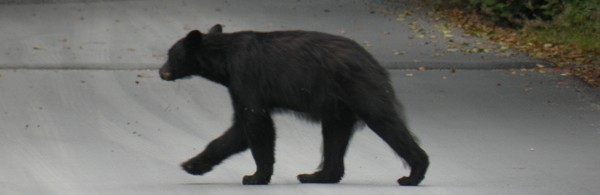La chasse à l'ours
