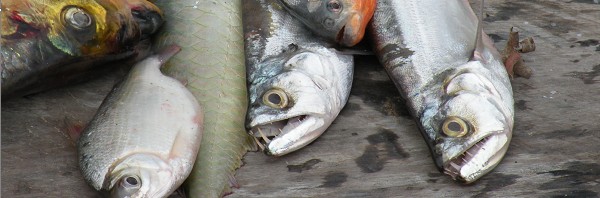 Pêche en eaux troubles